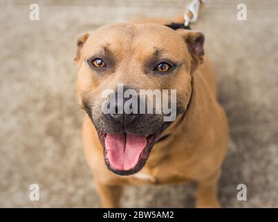 Ein schöner brauner und blauer Pit Bull Tierheim Hund Stockfoto