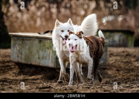 Niedlicher, flauschiger weißer Samoyed-Hund und ein Border Collie laufen und spielen im Hundepark Stockfoto