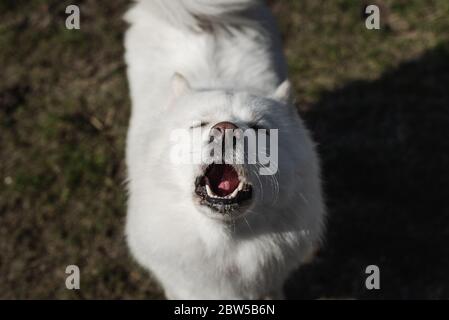 Samoyed bellt, heult Kamera auf Schmutz und Gras Hintergrund Stockfoto