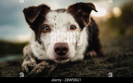 Ein braun-weißer Rand Collie Herding, bedeckt mit Schlamm Stockfoto