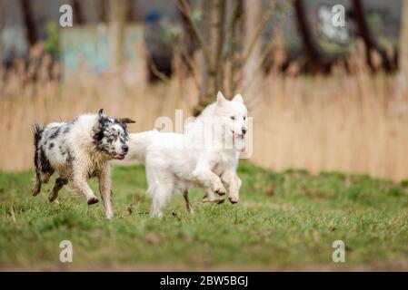 Niedlicher, flauschiger weißer Samoyed-Hund und ein blauer Merle Border Collie laufen zusammen Stockfoto