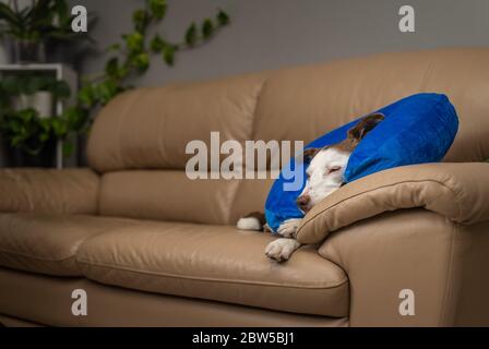 Niedlicher Border Collie Hund auf einer Couch, mit blauem aufblasbarem Kragen Stockfoto