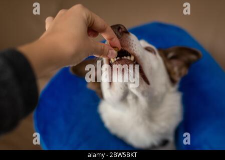 Border Collie Hund trägt einen blauen aufblasbaren Kragen und nimmt eine Freude Stockfoto