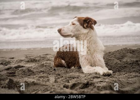 Ein braun-weißer, glatt beschichteter Border Collie, legt sich im Sand und blickt in die Ferne Stockfoto