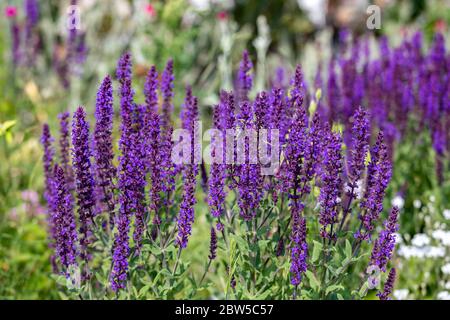 Lila Blüten Ajuga Frühling in der Wiese Stockfoto