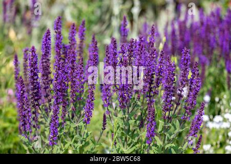 Lila Blüten Ajuga Frühling in der Wiese Stockfoto
