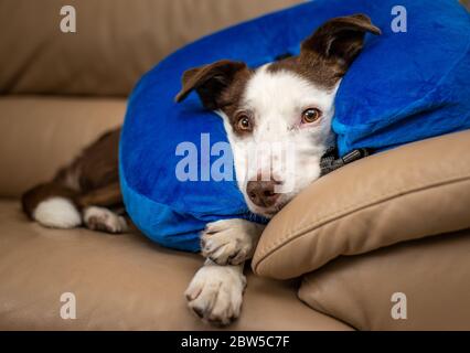 Niedlicher Border Collie Hund auf einer Couch, mit blauem aufblasbarem Kragen Stockfoto