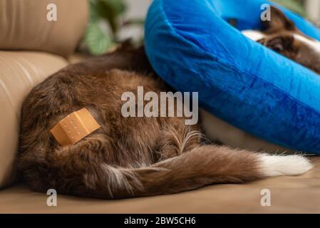 Hund auf der Couch, mit Verband und aufblasbarem Kragen Stockfoto