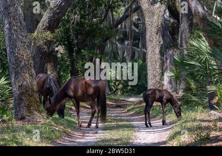 Wilde Pferde auf Cumberland Island, Georgia. Stockfoto