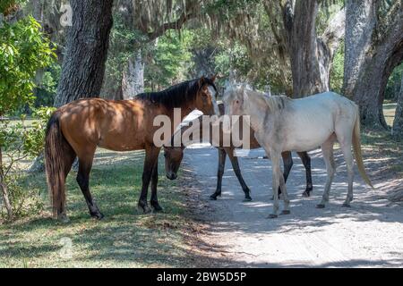 Wilde Pferde auf Cumberland Island, Georgia. Stockfoto