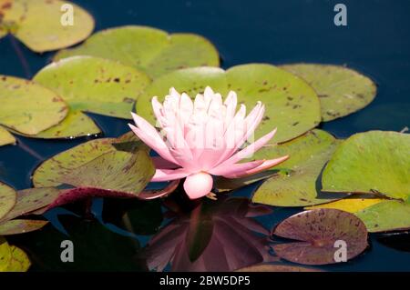 Ein rosa Lotus, der auf dem Wasser schwimmt. Stockfoto
