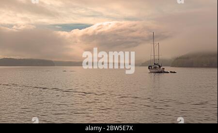 Segelschiff auf Walbeobachtungstour mit Flossen von zwei Killer Walen (Orcinus Orca), Telegraph Cove, Vancouver Island, British Columbia, Kanada. Stockfoto