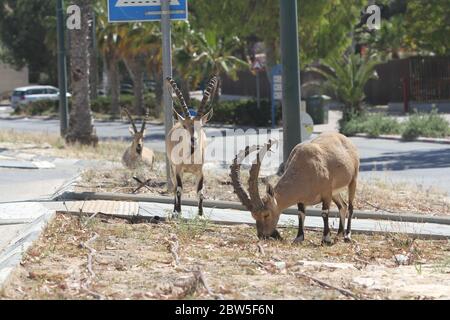 Mitzpe Ramon, Israel. Mai 2020. Nubische Steinböcke werden am 29. Mai 2020 an einer Straße in Mitzpe Ramon, im Süden Israels, gesehen. Kredit: Shang Hao/Xinhua/Alamy Live News Stockfoto