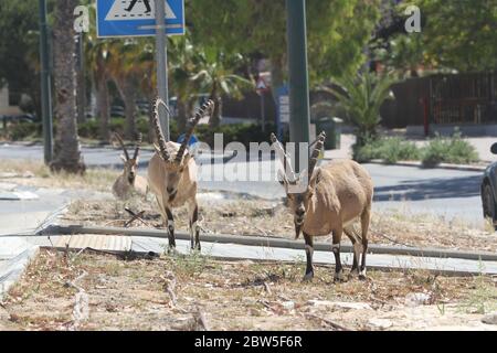 Mitzpe Ramon, Israel. Mai 2020. Nubische Steinböcke werden am 29. Mai 2020 an einer Straße in Mitzpe Ramon, im Süden Israels, gesehen. Kredit: Shang Hao/Xinhua/Alamy Live News Stockfoto