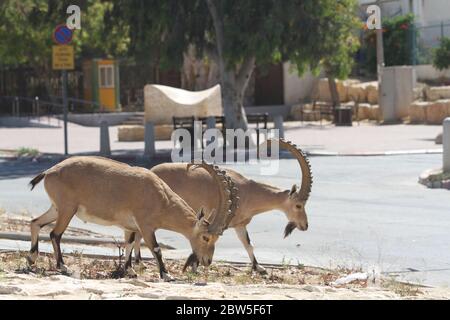 Mitzpe Ramon, Israel. Mai 2020. Nubische Steinböcke werden am 29. Mai 2020 an einer Straße in Mitzpe Ramon, im Süden Israels, gesehen. Kredit: Shang Hao/Xinhua/Alamy Live News Stockfoto