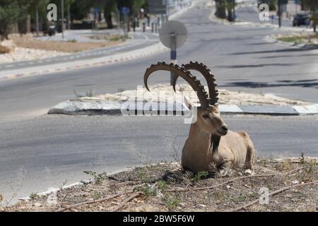 Mitzpe Ramon, Israel. Mai 2020. Ein nubischer Steinbock wird am 29. Mai 2020 an einer Straße in Mitzpe Ramon, im Süden Israels, gesehen. Kredit: Shang Hao/Xinhua/Alamy Live News Stockfoto