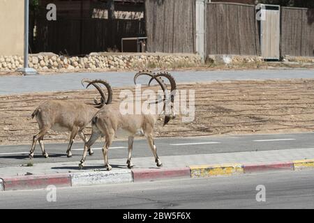 Mitzpe Ramon, Israel. Mai 2020. Nubische Steinböcke sind auf einer Straße in Mitzpe Ramon, im Süden Israels, am 29. Mai 2020 zu sehen. Kredit: Shang Hao/Xinhua/Alamy Live News Stockfoto