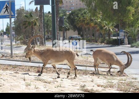 Mitzpe Ramon, Israel. Mai 2020. Nubische Steinböcke werden am 29. Mai 2020 an einer Straße in Mitzpe Ramon, im Süden Israels, gesehen. Kredit: Shang Hao/Xinhua/Alamy Live News Stockfoto