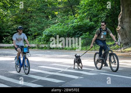 New York, USA, 29. Mai 2020. Ein Mann hält seinen Hund angeleinelt, während er ein Fahrrad fährt, ohne eine Gesichtsmaske zu tragen, aber sicher soziale Distanzierung in Cen zu halten Stockfoto