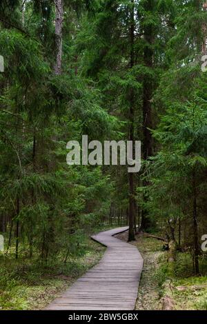 Ökologischer Fußweg im Nationalpark durch alten Nadelfichtenwald, Naturpfad durch geschützte Umwelt. Dunkler Wald. Stockfoto