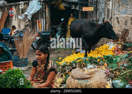 Eine Kuh knabert auf ausrangierten Ringelblumen und anderen organischen Abfällen außerhalb eines Marktes in Pondicherry, Indien Stockfoto