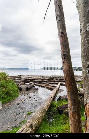 Driftwood am Ufer des Puget Sound in Burien, Washington. Stockfoto