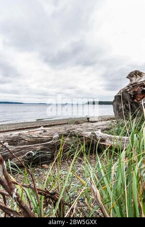 Driftwood am Ufer des Puget Sound in Burien, Washington. Stockfoto