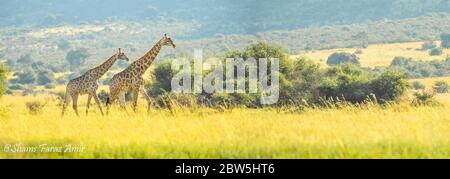 Authentische True South African Safari Erfahrung in buschfeld in einem Naturschutzgebiet Stockfoto