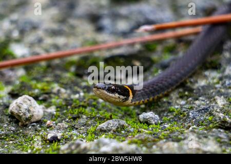 Nahaufnahme einer kleinen südlichen Ringneck-Schlange (Diadophis punctatus ssp. Punctatus) auf einem Trail in Palm Beach County, Florida, USA Stockfoto