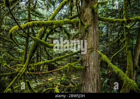 Zedernbaum und Moos, Tiger Mountain, Washington State, USA. Stockfoto