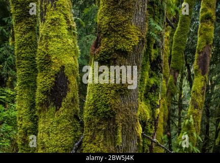 Moos bedeckte Baumstämme, Tiger Mountain, Cascade Mountains, Washington State, USA. Stockfoto