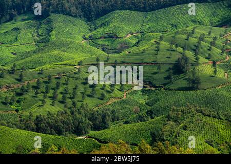 Blick auf eine Teeplantage von oben in Munnar, Indien. Andere ressourcenarme Bäume werden gepflanzt, um die Pflanzen im Sommer zu beschatten Stockfoto