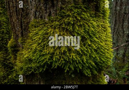 Moos bedeckte Baumstämme, Tiger Mountain, Cascade Mountains, Washington State, USA. Stockfoto