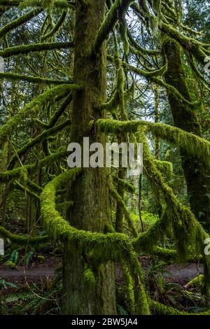 Zedernbaum und Moos, Tiger Mountain, Washington State, USA. Stockfoto