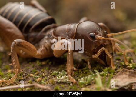 Stenopelmatus-Arten, oft auch Jerusalem Grillen oder Kartoffelkäfer genannt, sind robuste Insekten, die im westlichen Teil der USA gefunden werden. Stockfoto