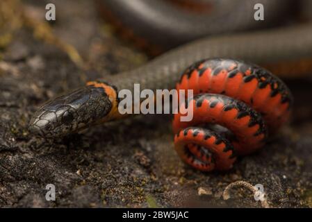 Nahaufnahme einer pazifischen Ringhalsschlange (Diadophis punctatus amabilis), der Unterart, die in der Bay Area von Kalifornien beheimatet ist. Stockfoto