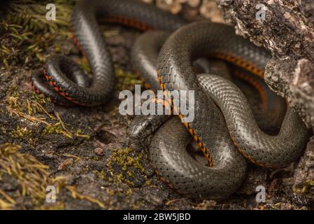 Nahaufnahme einer pazifischen Ringhalsschlange (Diadophis punctatus amabilis), der Unterart, die in der Bay Area von Kalifornien beheimatet ist. Stockfoto