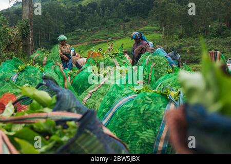 Weibliche Tee-Picker entladen und wiegen Beutel mit Teeblättern, die tagsüber in Munnar, Indien, geerntet werden Stockfoto