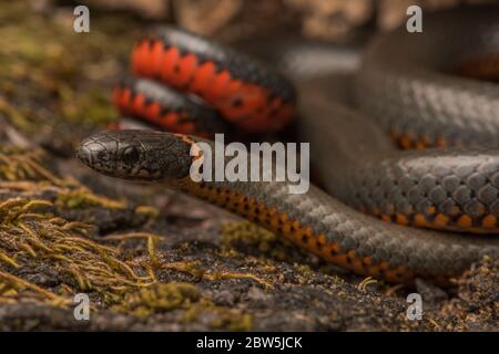 Nahaufnahme einer pazifischen Ringhalsschlange (Diadophis punctatus amabilis), der Unterart, die in der Bay Area von Kalifornien beheimatet ist. Stockfoto