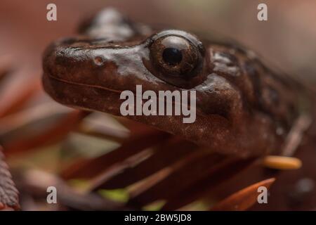 California Giant Salamander (Dicamptodon ensatus) ein Salamander endemisch in der Bay Area, ist es eine der größten Salamander-Arten in Nordamerika. Stockfoto