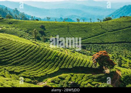 Die ordentlichen Reihen von Teeplanten auf einem Hügel vom 2nd Mile View Point in der Nähe von Munnar, Kerala, Indien gesehen Stockfoto