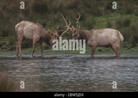 Tule Elk (Cervus canadensis nannodes), zwei junge Männchen butting Köpfe und Geweihe in PT. Reyes National Seashore. Stockfoto