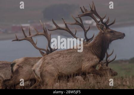 Eine Herde von Taumelken (Cervus canadensis nannodes) aus Point Reyes National Seashore in Kalifornien. Stockfoto