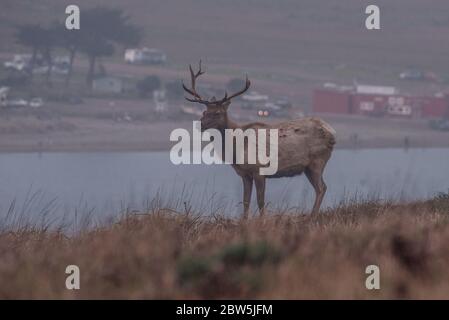 Eine Herde von Taumelken (Cervus canadensis nannodes) aus Point Reyes National Seashore in Kalifornien. Stockfoto