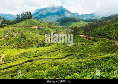Durch die Teeplantagen in Munnar, Indien, schlängeln sich Schotterwege und Straßen Stockfoto