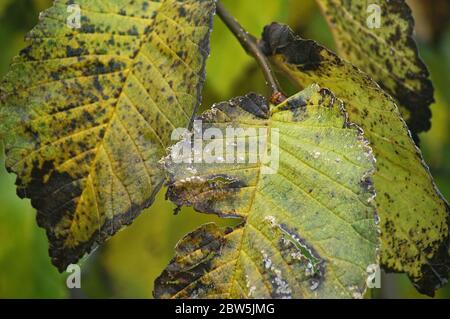 Vergilbte Herbstblätter in Nahaufnahme. Hojas de otoño amarillentas en Primer plano. Vergilbte Herbstblätter in Nahaufnahme. Pożółkłe liście. 在特寫鏡頭的被染黃的秋葉 Stockfoto