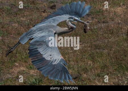 Ein großer blauer Reiher, der einen großen bottas-Taschengopher gefangen hat und mit ihm im Schnabel fliegt. Stockfoto