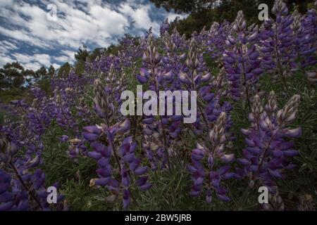 Die kalifornische Lupine (Lupinus albifrons) ist in CA beheimatet und dient als wichtige Wirtspflanze für einige seltene und bedrohte Arten. Stockfoto