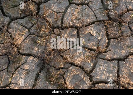 Gesprungener Schlamm, wenn ein Frühlingspool in Zentralkalifornien austrocknet und es keine Feuchtigkeit mehr im Boden gibt. Stockfoto