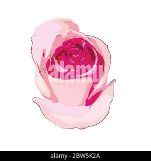 Rosa Rose. Vektorgrafik. Isoliert auf weißem Hintergrund Stock Vektor